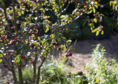 A crab apple beneficial to birds