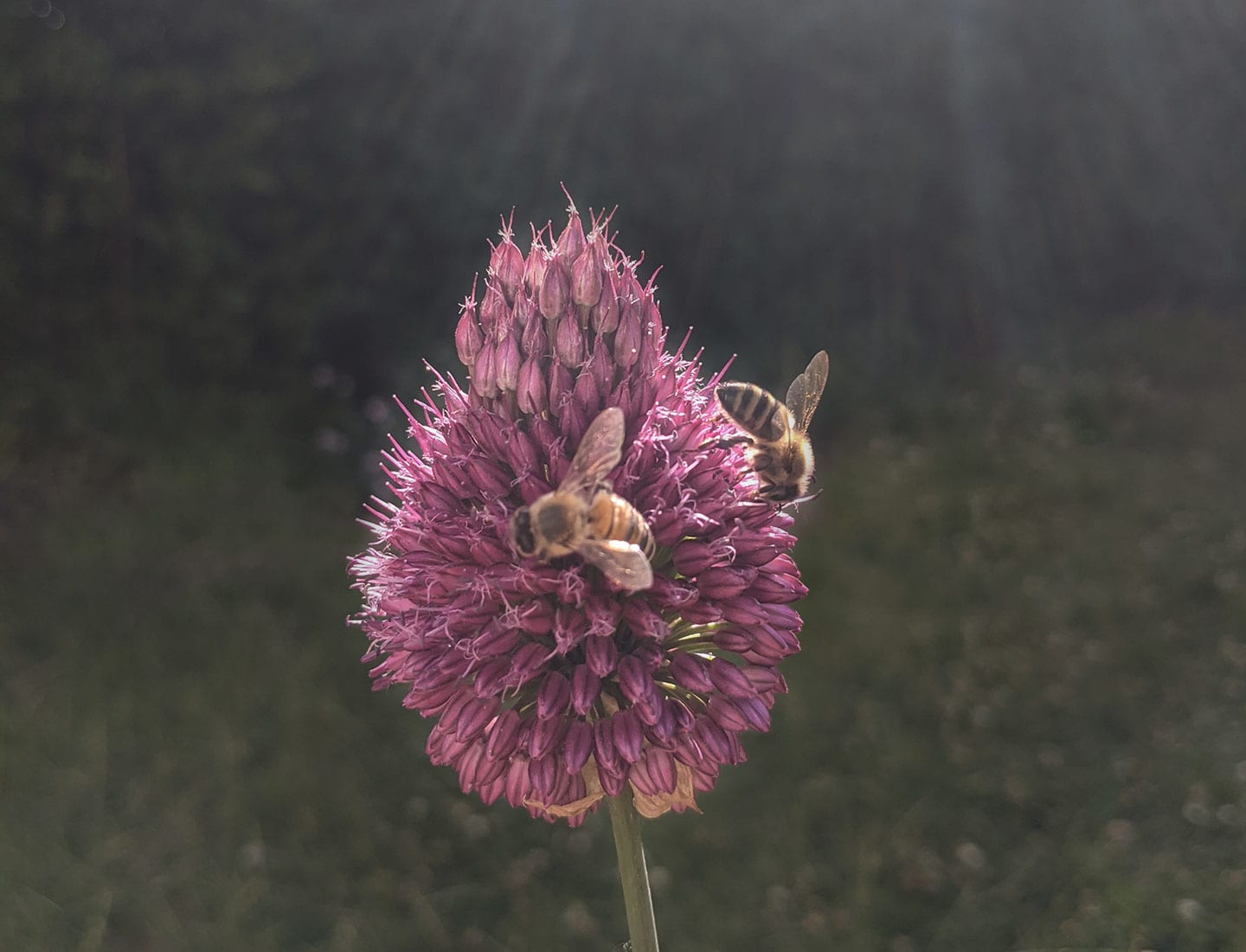 A close-up of a bees on a drumstick allium in a bed of pollinator-friendly plants.
