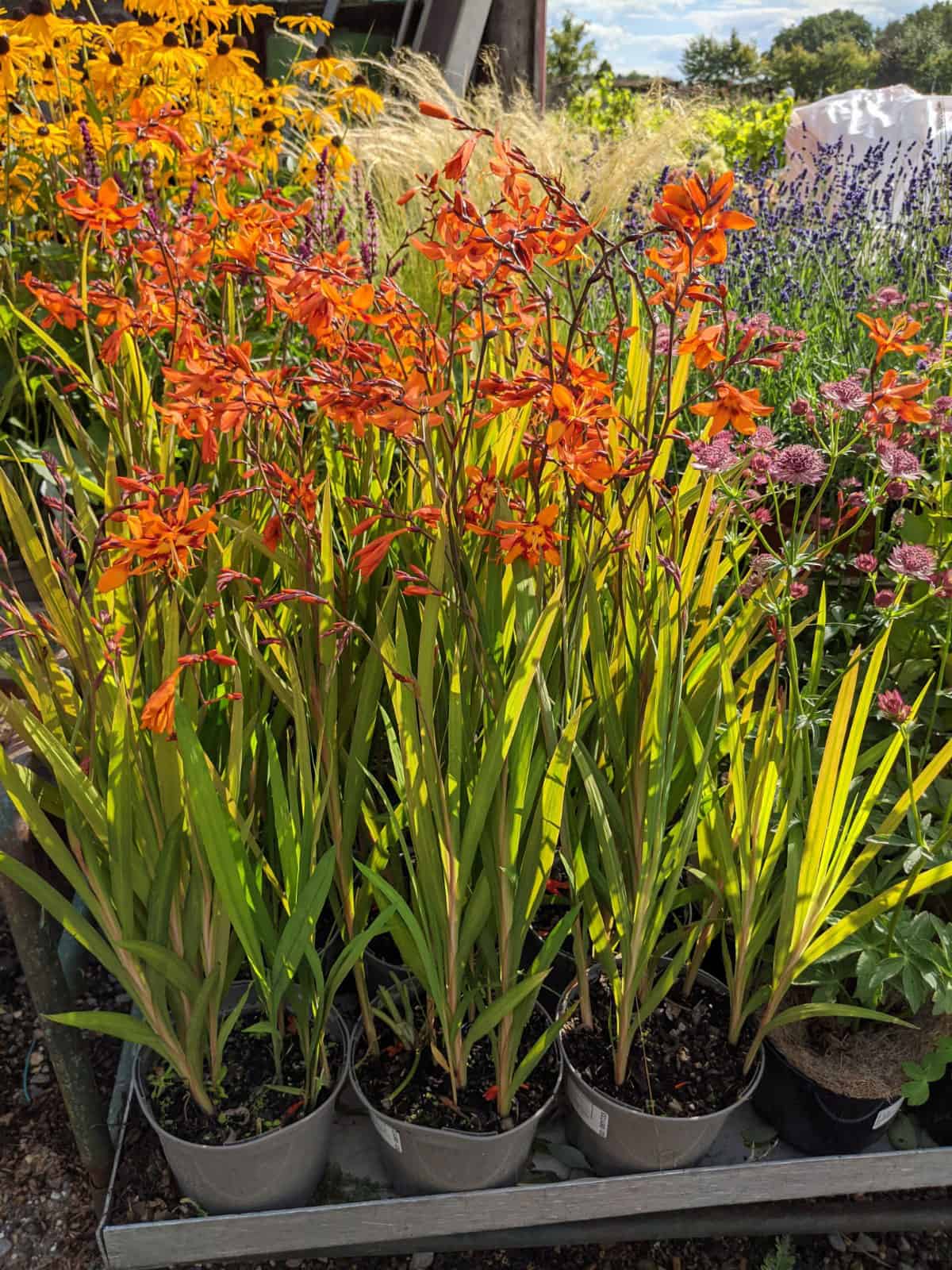 A photo showing plants in recyclable taupe pots at a plant nursery, one of a variety of sustainable practices we look for when choosing a nursery to source plants.