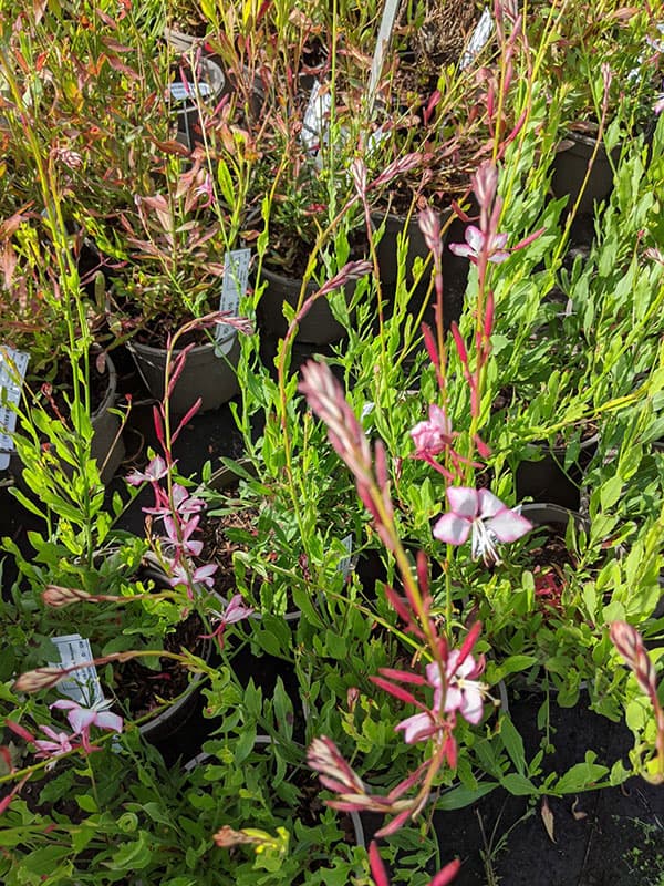 Plants grown in peat-free compost