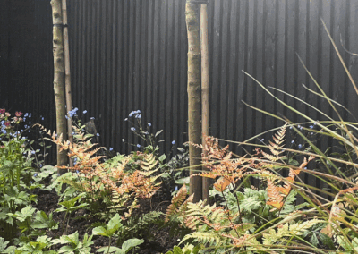 A close-up of the woodland planting underneath a line of pleached trees in this Buckinghamshire garden.