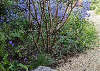 A photo of a garden project in Godalming, Guildford. Blue Asters provide late-summer colour and nectar for insects, and gravel provides a sustainable paving option.