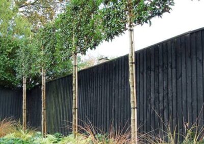 Rigden Studio Far boundary pleached trees