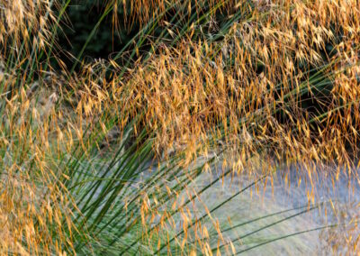 Dry garden landscaping in Surrey with Mediterranean-style planting and stone features.