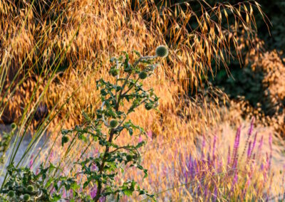 Gravel garden design for a small family garden in Surrey with drought-tolerant planting.