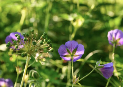 Small back garden in Surrey with wildlife-friendly planting scheme of Geranium and Allium.