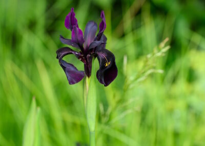 Wildlife-friendly Surrey garden with pond planting and tall Irises.