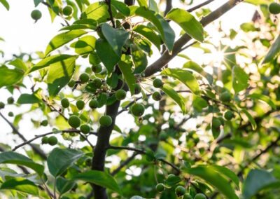 Wildlife-friendly garden in Surrey featuring crab apple tree Malus ‘Evereste’.